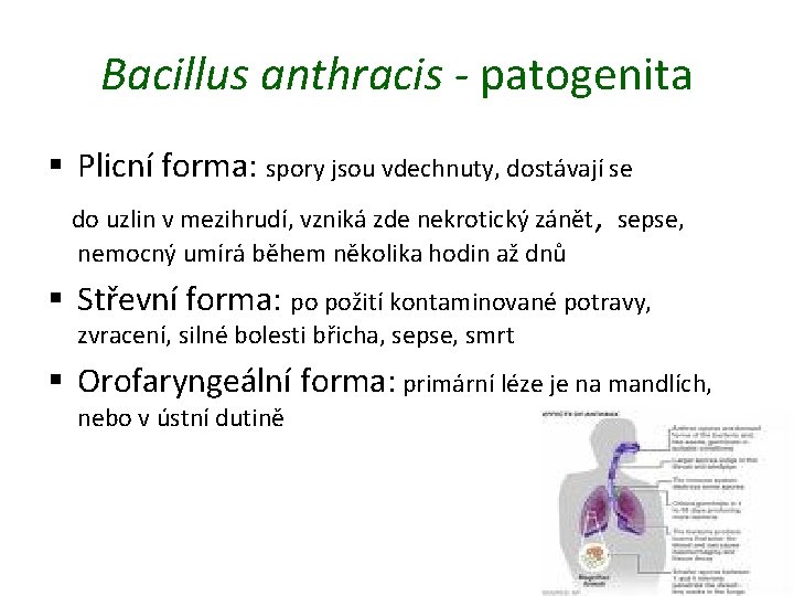 Bacillus anthracis - patogenita § Plicní forma: spory jsou vdechnuty, dostávají se do uzlin
