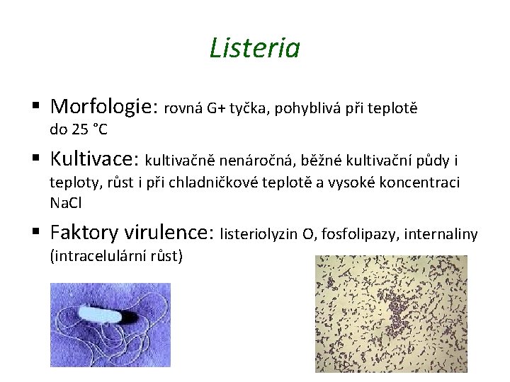 Listeria § Morfologie: rovná G+ tyčka, pohyblivá při teplotě do 25 °C § Kultivace: