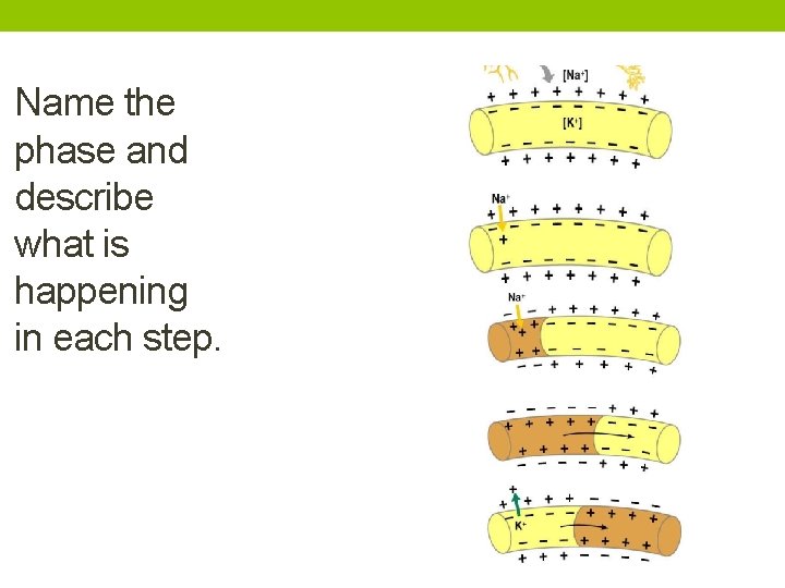 Name the phase and describe what is happening in each step. 