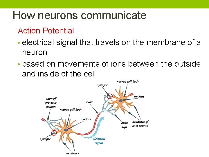 How neurons communicate Action Potential • electrical signal that travels on the membrane of