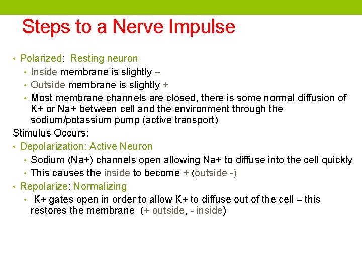 Steps to a Nerve Impulse • Polarized: Resting neuron • Inside membrane is slightly