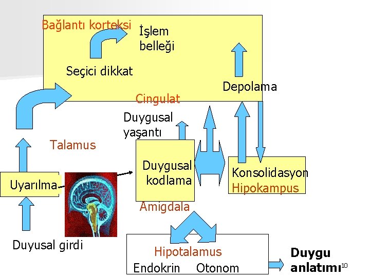 Bağlantı korteksi İşlem belleği Seçici dikkat Talamus Uyarılma Cingulat Duygusal yaşantı Duygusal kodlama Depolama