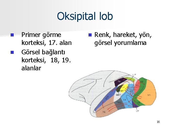 Oksipital lob n n Primer görme korteksi, 17. alan Görsel bağlantı korteksi, 18, 19.