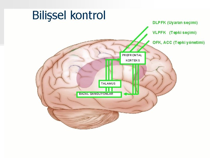 Bilişsel kontrol DLPFK (Uyaran seçimi) VLPFK (Tepki seçimi) OFK, ACC (Tepki yönetimi) PREFRONTAL KORTEKS