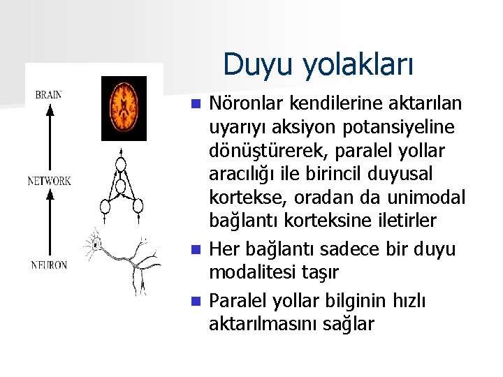 Duyu yolakları Nöronlar kendilerine aktarılan uyarıyı aksiyon potansiyeline dönüştürerek, paralel yollar aracılığı ile birincil