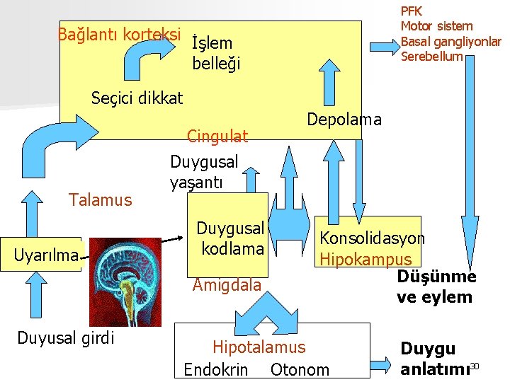 PFK Motor sistem Basal gangliyonlar Serebellum Bağlantı korteksi İşlem belleği Seçici dikkat Talamus Uyarılma