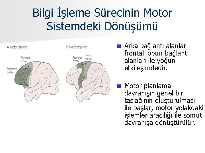 Bilgi İşleme Sürecinin Motor Sistemdeki Dönüşümü n Arka bağlantı alanları frontal lobun bağlantı alanları