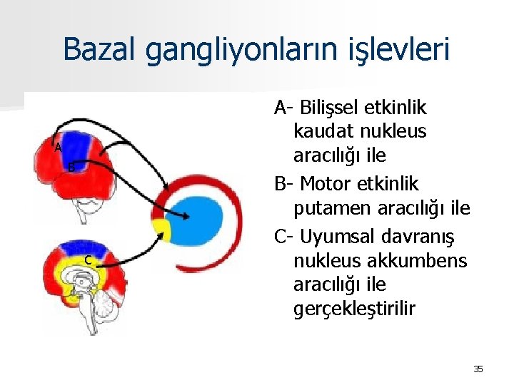 Bazal gangliyonların işlevleri A B C A- Bilişsel etkinlik kaudat nukleus aracılığı ile B-