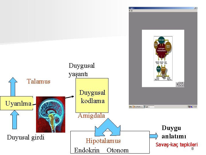 Talamus Uyarılma Duygusal yaşantı Duygusal kodlama Amigdala Duyusal girdi Hipotalamus Endokrin Otonom Duygu anlatımı