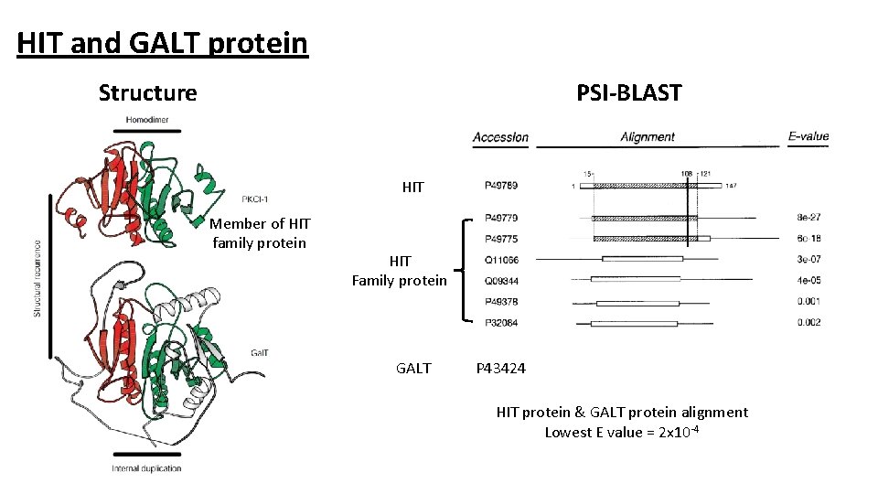 HIT and GALT protein Structure PSI-BLAST HIT Member of HIT family protein HIT Family
