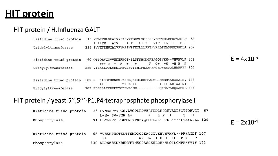 HIT protein / H. Influenza GALT E = 4 x 10 -5 HIT protein