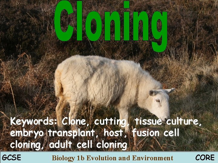 Keywords: Clone, cutting, tissue culture, embryo transplant, host, fusion cell cloning, adult cell cloning