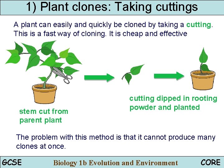 1) Plant clones: Taking cuttings A plant can easily and quickly be cloned by