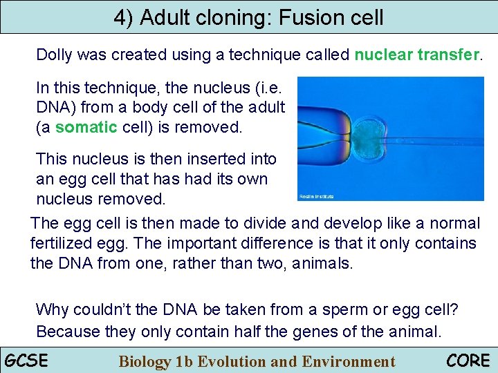 4) Adult cloning: Fusion cell Dolly was created using a technique called nuclear transfer.