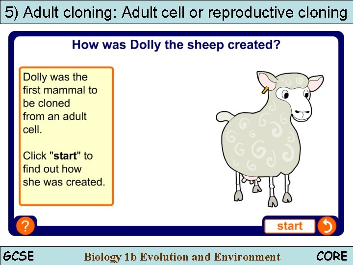 5) Adult cloning: Adult cell or reproductive cloning How was Dolly created? GCSE Biology