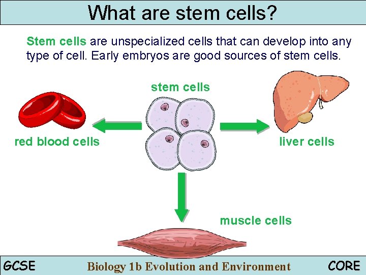 What are stem cells? Stem cells are unspecialized cells that can develop into any