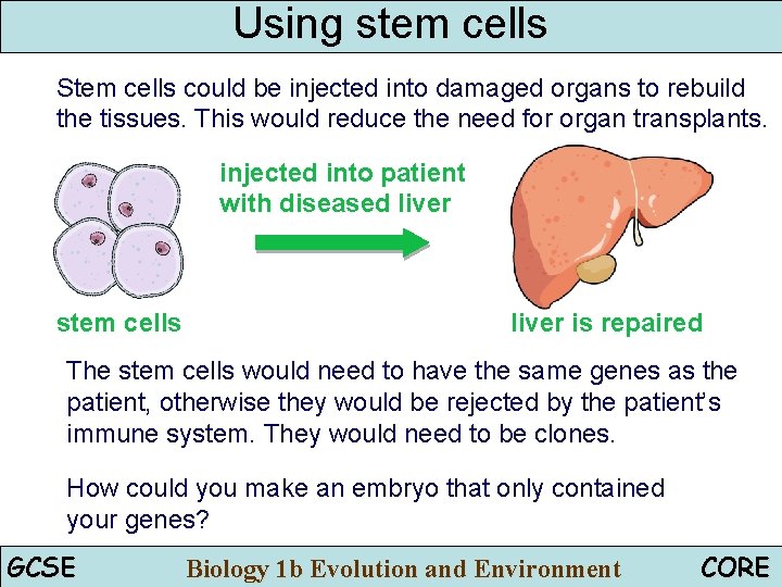 Using stem cells Stem cells could be injected into damaged organs to rebuild the