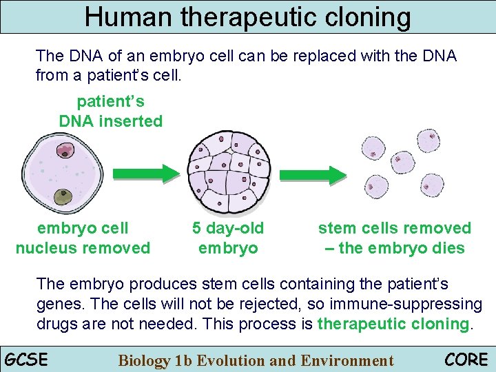 Human therapeutic cloning The DNA of an embryo cell can be replaced with the