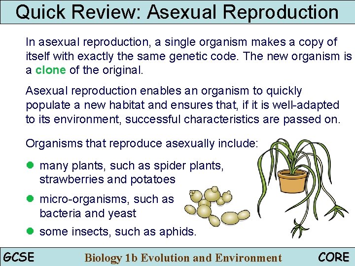 Quick Review: Asexual Reproduction In asexual reproduction, a single organism makes a copy of