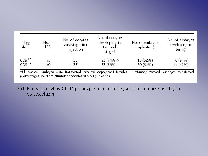 Tab 1. Rozwój oocytów CD 9 -/- po bezpośrednim wstrzyknięciu plemnika (wild type) do