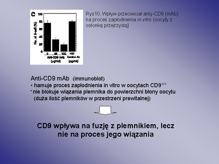 Rys 10. Wpływ przeciwciał anty-CD 9 (m. Ab) na proces zapłodnienia in vitro (oocyty