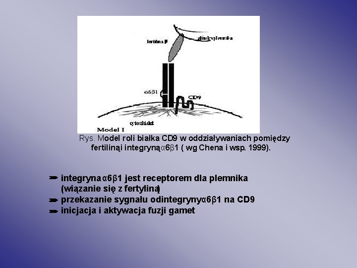 Rys. Model roli białka CD 9 w oddziaływaniach pomiędzy fertiliną i integryną α 6β