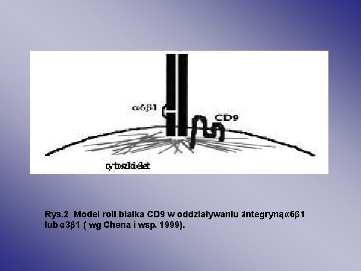 Rys. 2 Model roli białka CD 9 w oddziaływaniu zintegryną α 6β 1 lub