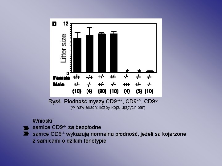 Rys 4. Płodność myszy CD 9+/+, CD 9+/-, CD 9 -/(w nawiasach: liczby kopulujących