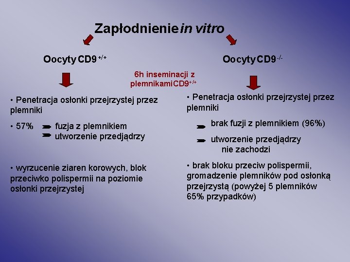 Zapłodnienie in vitro Oocyty CD 9 +/+ Oocyty CD 9 -/6 h inseminacji z