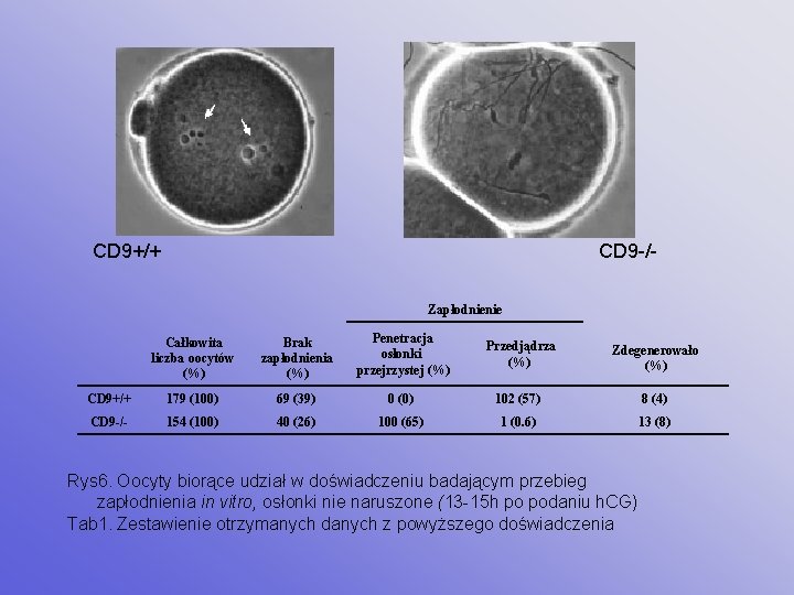 CD 9+/+ CD 9 -/Zapłodnienie Całkowita liczba oocytów (%) Brak zapłodnienia (%) Penetracja osłonki