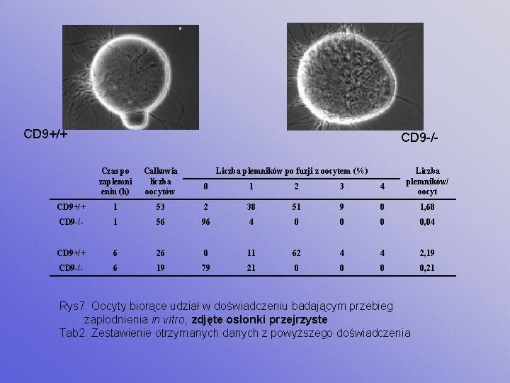 CD 9+/+ CD 9 -/Czas po zaplemni eniu (h) Całkowia liczba oocytów CD 9+/+