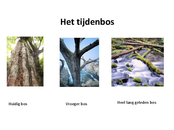 Het tijdenbos Huidig bos Vroeger bos Heel lang geleden bos 
