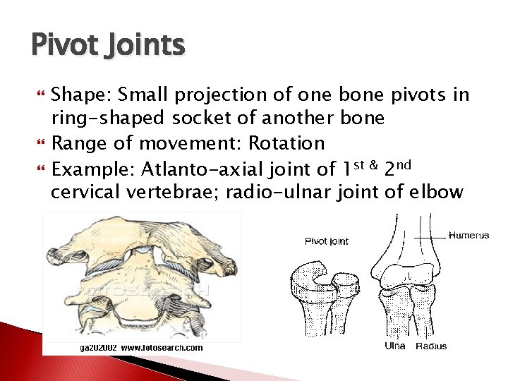 Pivot Joints Shape: Small projection of one bone pivots in ring-shaped socket of another