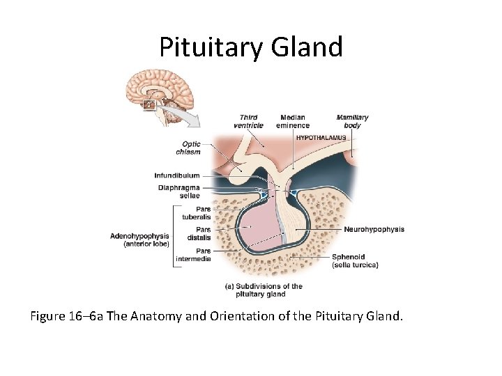 Pituitary Gland Figure 16– 6 a The Anatomy and Orientation of the Pituitary Gland.