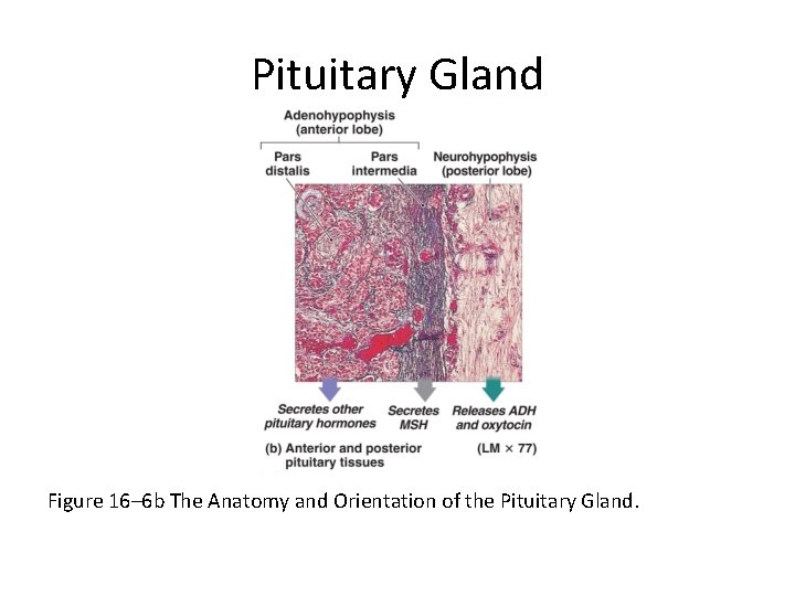 Pituitary Gland Figure 16– 6 b The Anatomy and Orientation of the Pituitary Gland.