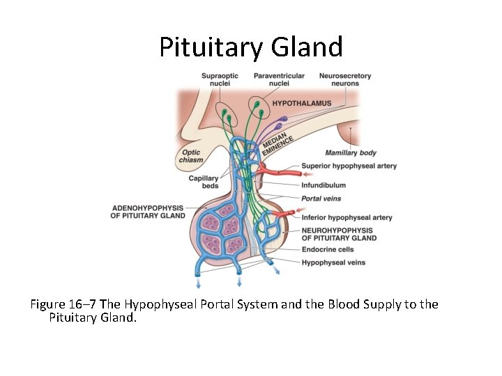 Pituitary Gland Figure 16– 7 The Hypophyseal Portal System and the Blood Supply to