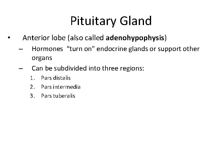 Pituitary Gland • Anterior lobe (also called adenohypophysis) – – Hormones “turn on” endocrine