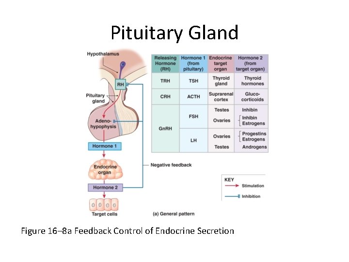 Pituitary Gland Figure 16– 8 a Feedback Control of Endocrine Secretion 