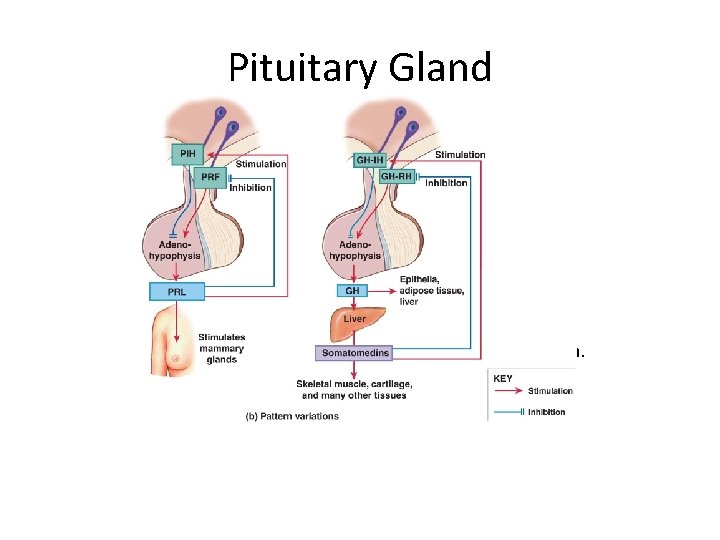 Pituitary Gland Figure 16– 8 b Feedback Control of Endocrine Secretion. 