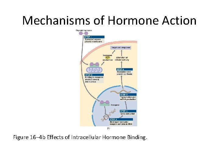 Mechanisms of Hormone Action Figure 16– 4 b Effects of Intracellular Hormone Binding. 