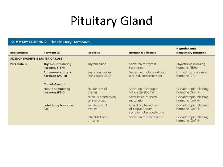 Pituitary Gland 