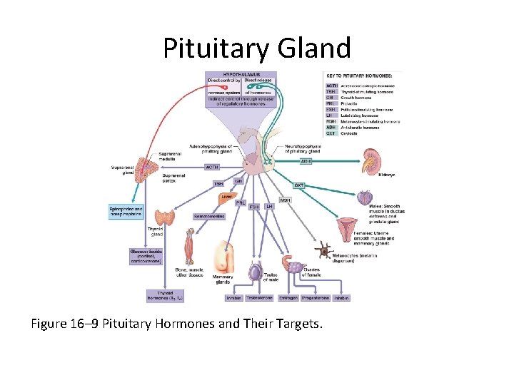 Pituitary Gland Figure 16– 9 Pituitary Hormones and Their Targets. 