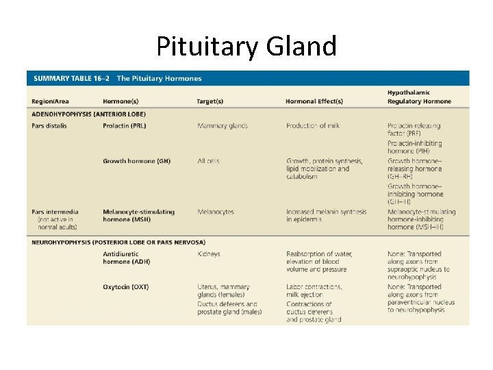 Pituitary Gland 