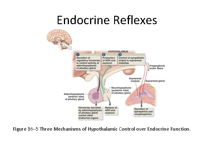 Endocrine Reflexes Figure 16– 5 Three Mechanisms of Hypothalamic Control over Endocrine Function. 