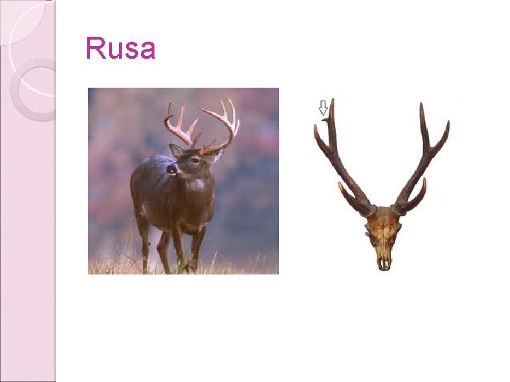 Rusa Rusa