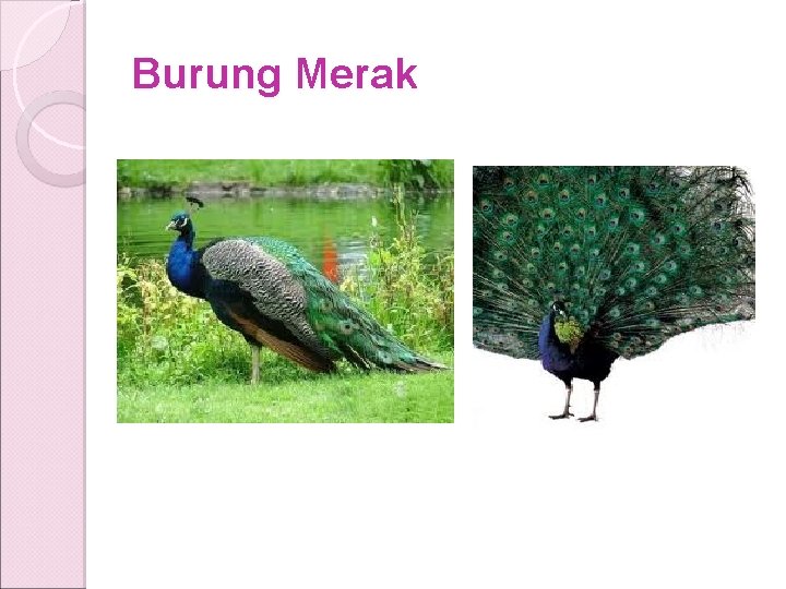 Burung Merak Burung Merak
