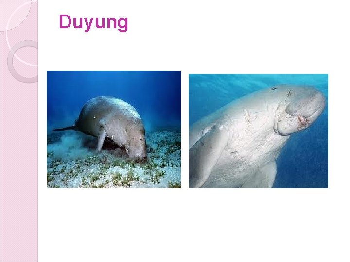 Duyung Duyung
