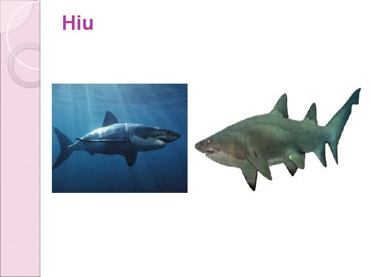 Hiu Hiu