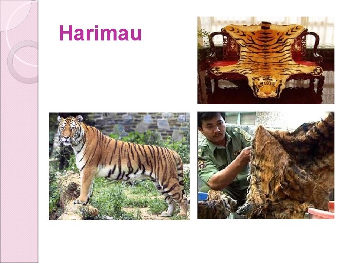 Harimau Harimau