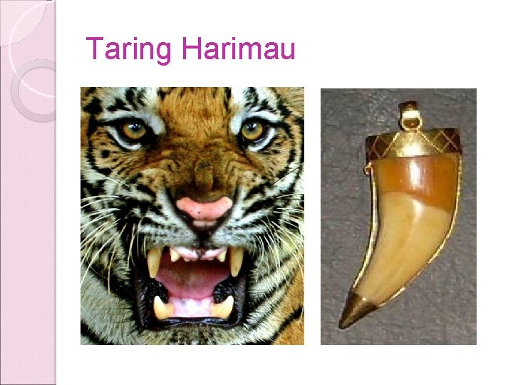 Taring Harimau Taring Harimau